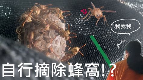 蜂來築巢|家裡有蜂窩，怎樣能自保？教你最快找到救兵！這樣做。